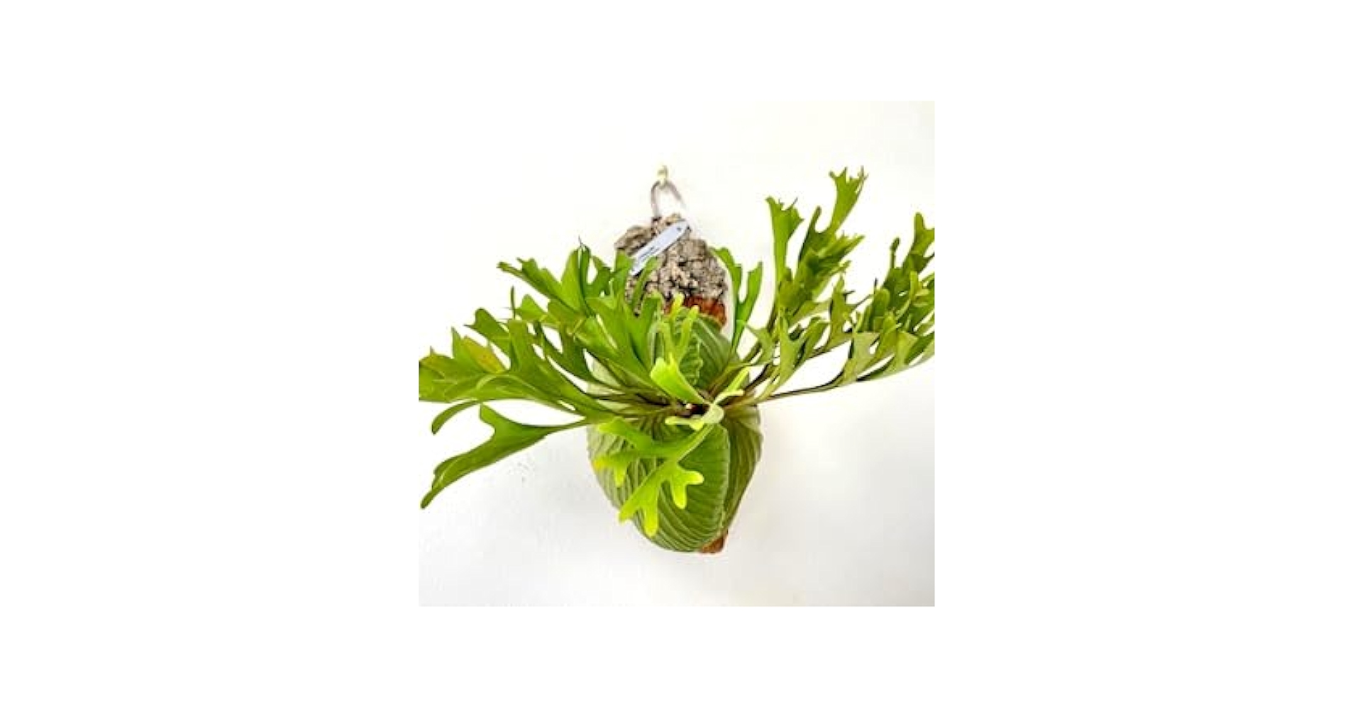 Amazon|frog_yamato【ridleyi Center Borneo wild】リドレイ ワイルド Amazon|frog_yamato【ridleyi Center Borneo wild】リドレイ ワイルド